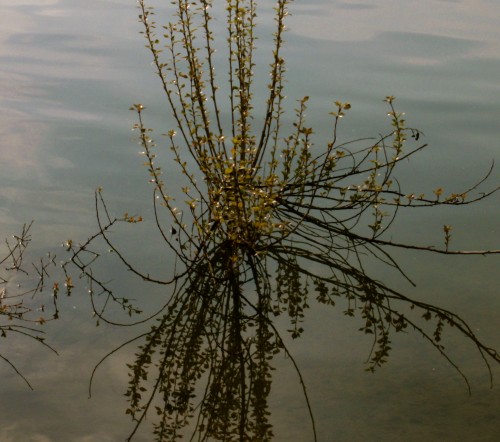 fleurs d'or sur l'eau.jpg